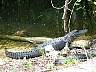15.03.Everglades2.JPG