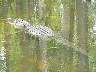 15.03.Everglades8.JPG
