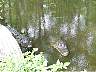 15.03.Everglades9.JPG