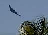 03.05.SeaAirshowFt.Lauderdale11.JPG